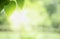 Closeup beautiful view of nature green leaves on blurred greenery tree background with sunlight in public garden park. It is