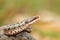 Closeup of a beautiful vipera berus