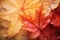 Closeup of beautiful wet colored autumn maple tree leaves