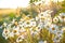 Closeup of beautiful white daisy flowers