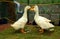 Closeup of beautiful white ducks in the garden cage