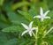 Closeup beautiful white flower of Star of Bethlehem (Laurentia l