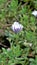 Closeup of Beautiful white flowers of Dimorphotheca pluvialis also known as Cape rain daisy, marigold, Weather prophet, White