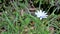 Closeup of Beautiful white flowers of Dimorphotheca pluvialis also known as Cape rain daisy, marigold, Weather prophet, White