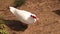 Closeup of beautiful white goose walking on the grass