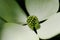 closeup on beautiful white-greenish flower