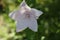 Closeup of a beautiful white Platycodon grandiflorus flower in a garden
