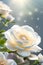Closeup of a beautiful white rose over water. Generative AI_1