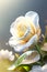 Closeup of a beautiful white rose over water. Generative AI_2