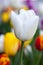 Closeup Beautiful white tulip. Vertical Abstract background. Flowerbackground, gardenflowers. Garden flowers