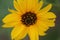 Closeup of a beautiful yello helianthus petiolaris flower