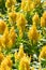 Closeup beautiful yellow cockscomb flower.