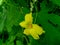 Closeup of beautiful yellow flower blooming in branch of green leaves plant growing in garden, rain drops in petals, nature shots
