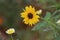 Closeup of a beautiful yellow helianthus petiolaris flower with a  daisy