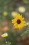 Closeup of a beautiful yellow helianthus petiolaris flower with a  daisy