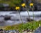 Closeup of beautiful yellow shaggy hawkweed at Jotunheimen National Park