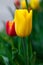 Closeup Beautiful yellow tulip. Vertical Abstract background. Flowerbackground, gardenflowers. Garden flowers