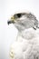 Closeup of a beautiful young gyrfalcon