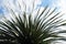 Closeup of a beautiful yucca capensis plant