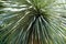 Closeup of a beautiful yucca  plant