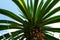 Closeup of a beautiful yucca plant