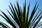 Closeup of a beautiful yucca plant