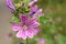 Closeup of a beautifull pink flower with pollen