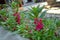 Closeup of the beautifully blossomed pink flowers in the garden