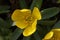 Closeup of the beautifully blossomed Winter Aconite flower in the garden