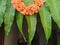 Closeup of Beautifully Decorated Firecracker or Kanakaambara Flower and Mango Leaves Toran in front of the Entrance door during