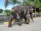 Closeup of beautifully decorated real Elephant at famous Shiva Temple Male Mahadeshwara Hill