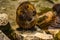 Closeup of a beaver