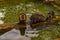 Closeup of a beaver