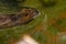 Closeup of a beaver