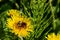 Closeup of a bee on the center of a yellow dandelion collecting nectar in Kenai Alaska