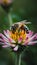 Closeup of bee delicately perched on colorful blooming flower