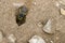 Closeup of a bee digging a hole in the sand