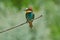 Closeup of a bee-eater sitting on a branch on a soft watercolor