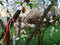 Closeup of bee eating from a white cherry blossom with a white and red  trinketstring tied