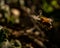 Closeup of a bee in flight, looking for nectar to drink in a forest