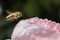 Closeup of a bee flying next to a rose flower