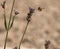 Closeup of a bee flying to a lavanda flower