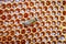 Closeup of bee on the honeycomb in beehive, apiary, selective focus