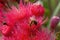 Closeup of a bee on pink flowers of a corymbia ficifolia \\\'Calypso\\\' tree