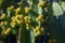 Closeup of bee pollinating yellow flowers of Canary island spurge on blue sky