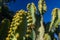 Closeup of bee pollinating yellow flowers of Canary island spurge on blue sky