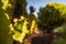 Closeup of bee pollinating yellow flowers of Canary island spurge on blue sky