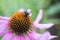 Closeup of a bee on a purple-leafed flower