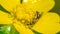 Closeup of bee species absolutely doused and enveloped by yellow pollen  - yellow flower in Porcupine Mountains Wilderness State P