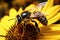 Closeup bee on sunflower, natures pollination captured